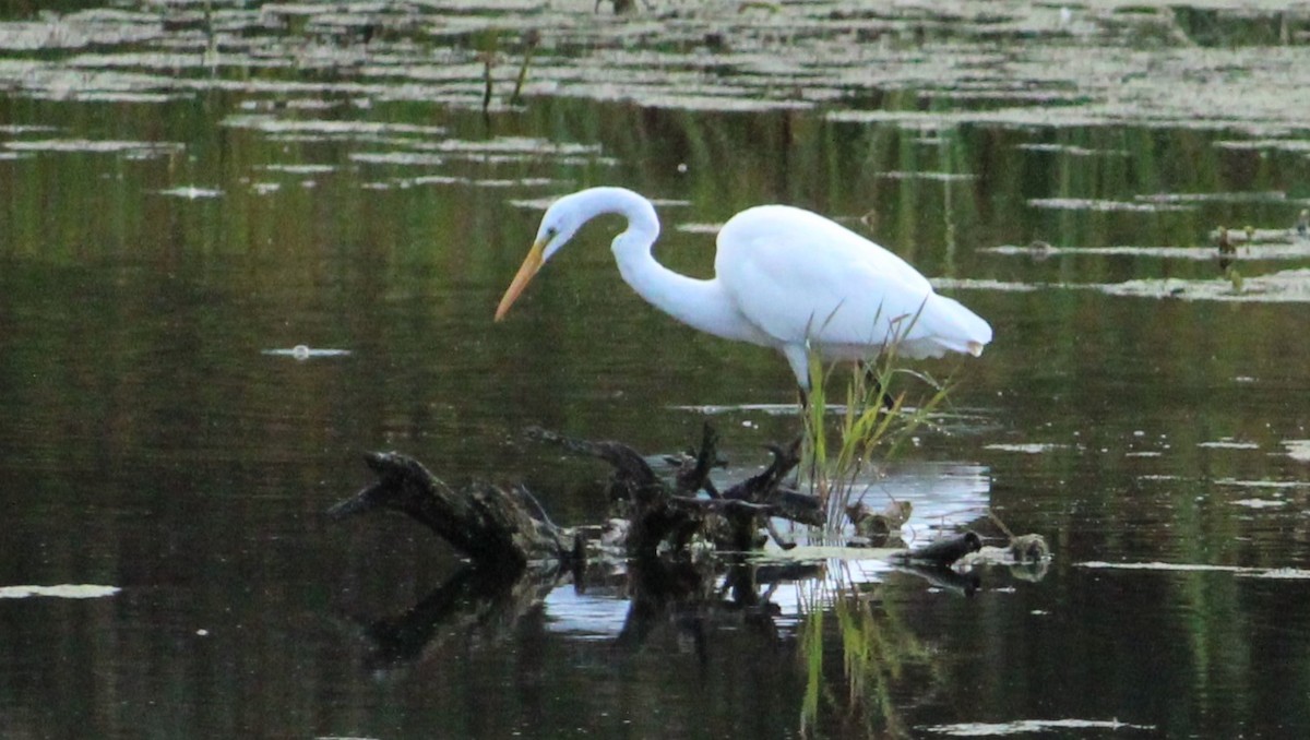 Большая белая цапля (egretta) - ML623547514