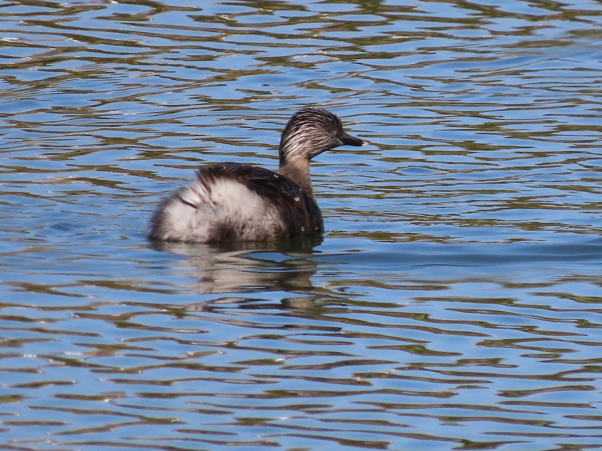 Hoary-headed Grebe - ML623547524