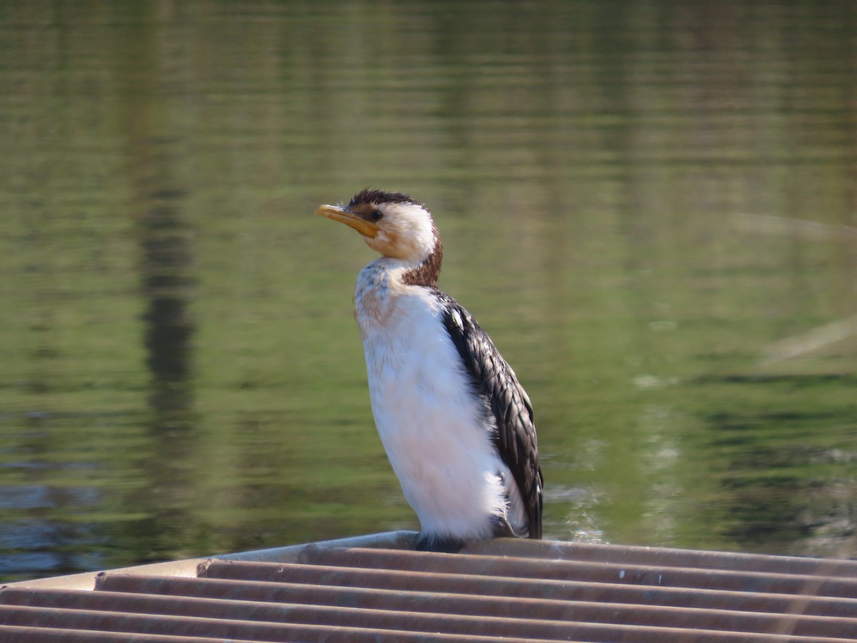 Little Pied Cormorant - ML623547530