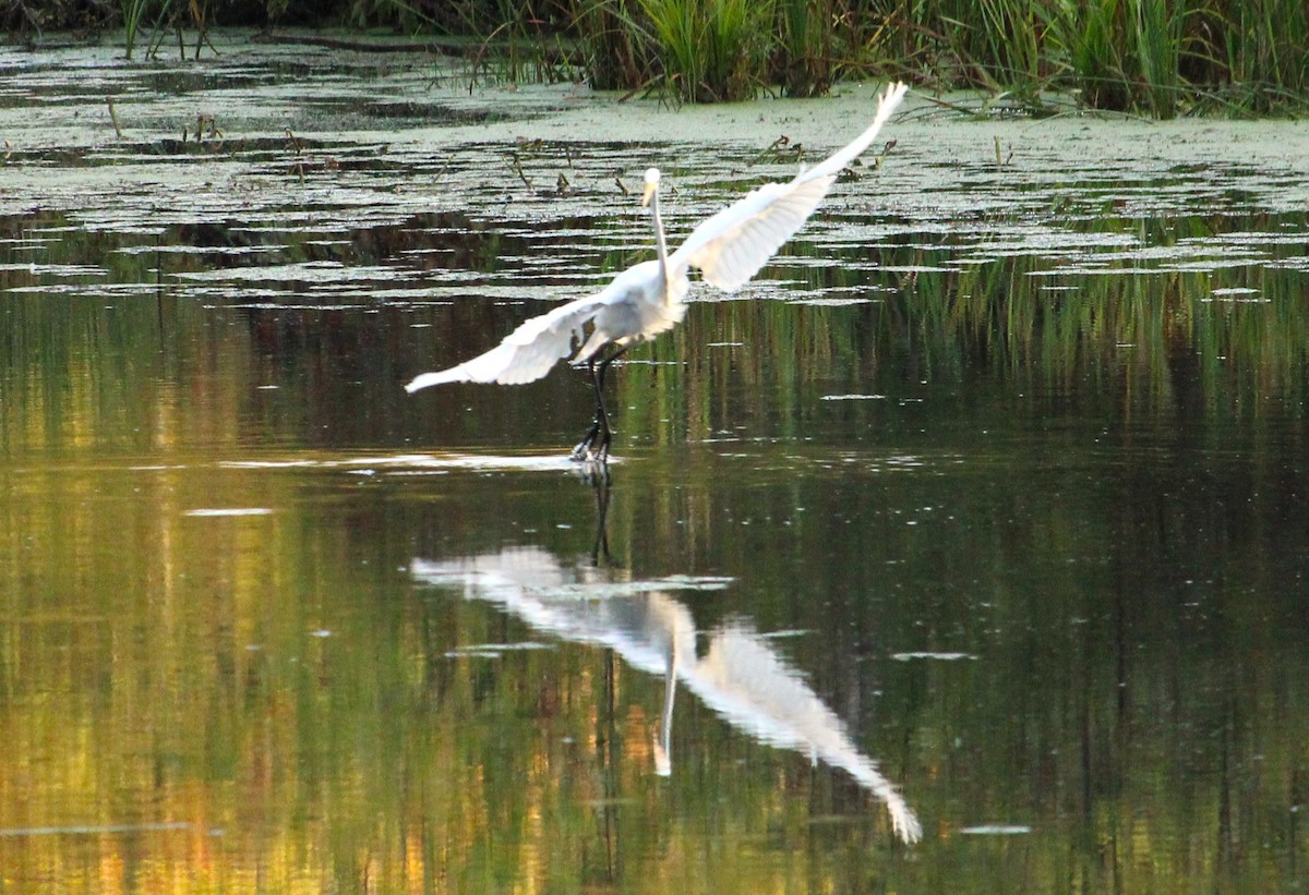 Silberreiher (egretta) - ML623547547