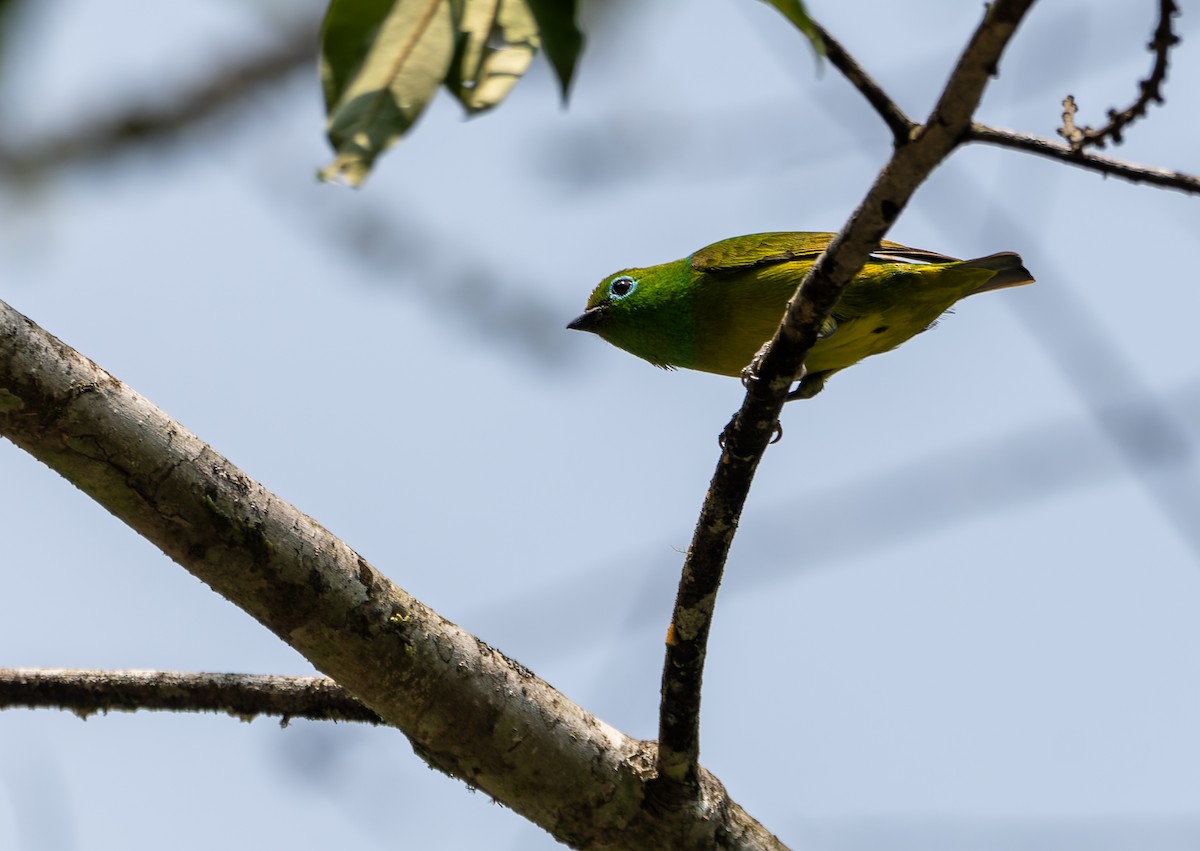 Blue-naped Chlorophonia - David F. Belmonte