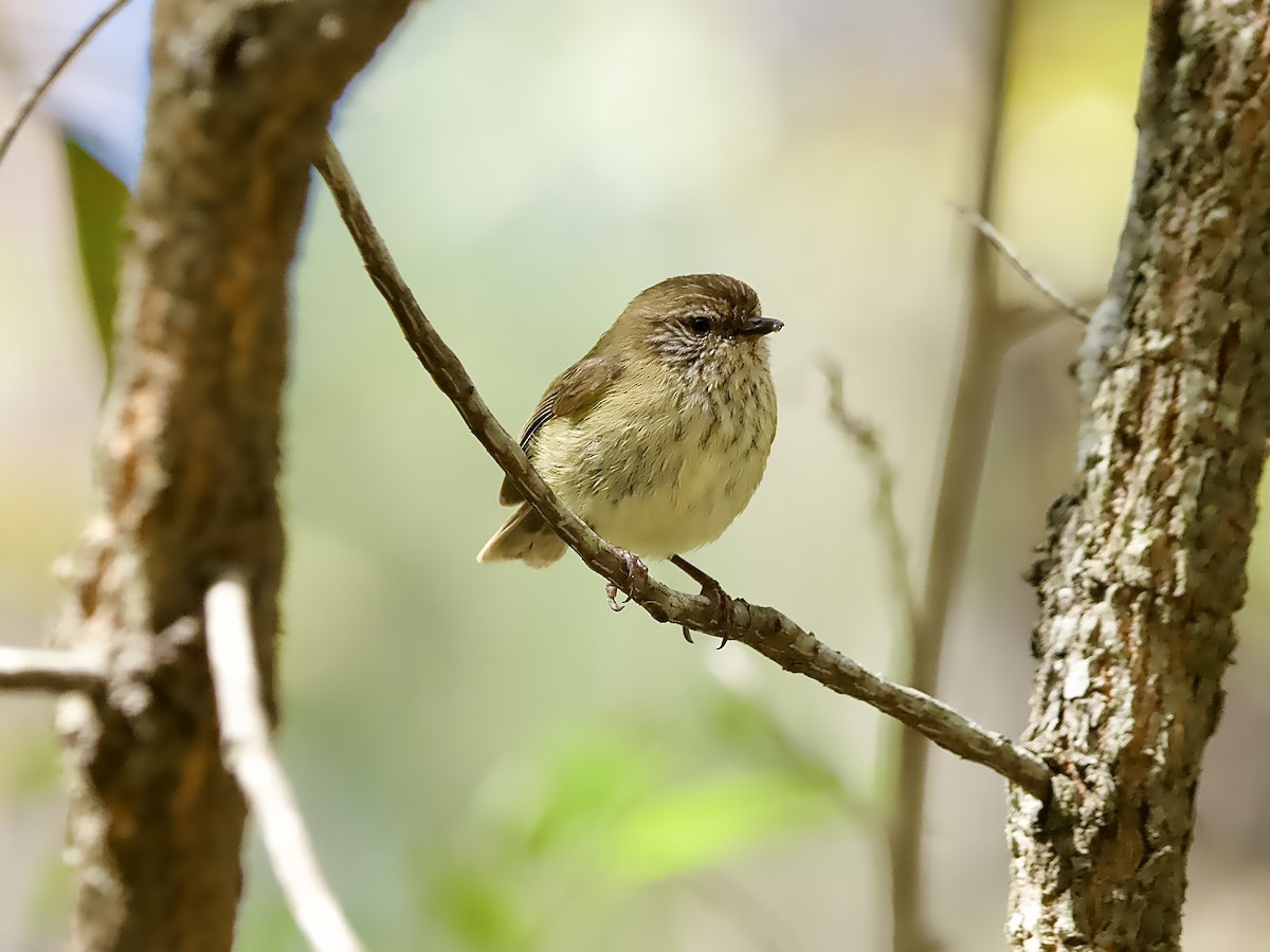 Striated Thornbill - ML623547766