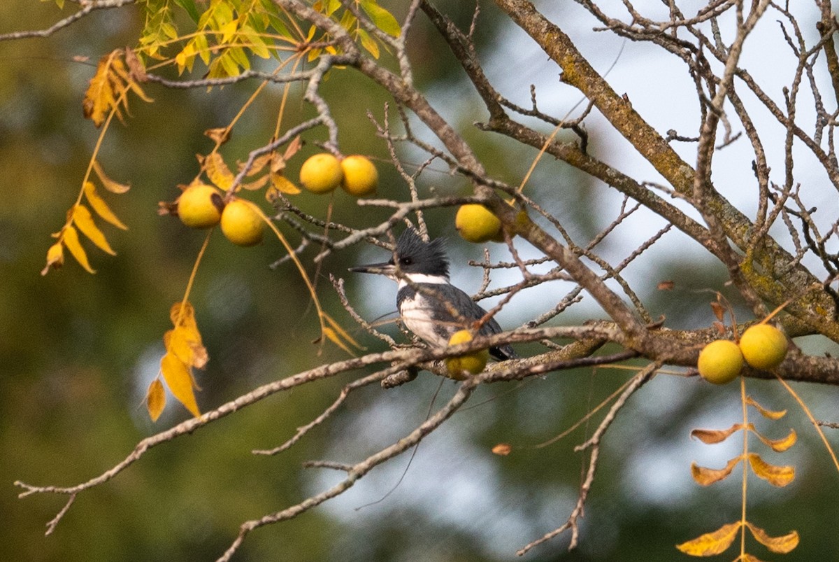 Belted Kingfisher - ML623547787
