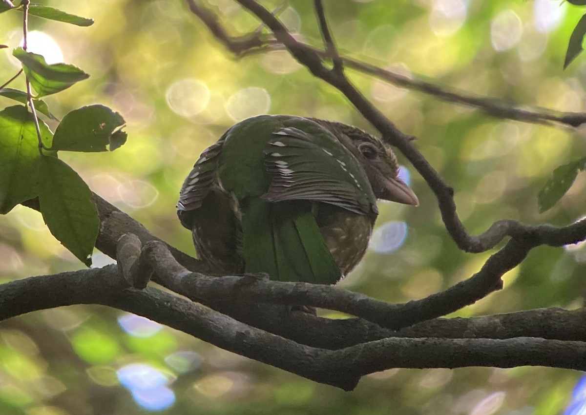 Green Catbird - ML623547856