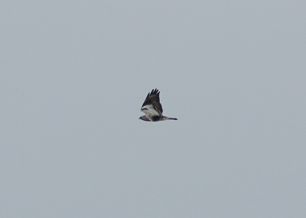 Rough-legged Hawk - ML623547999