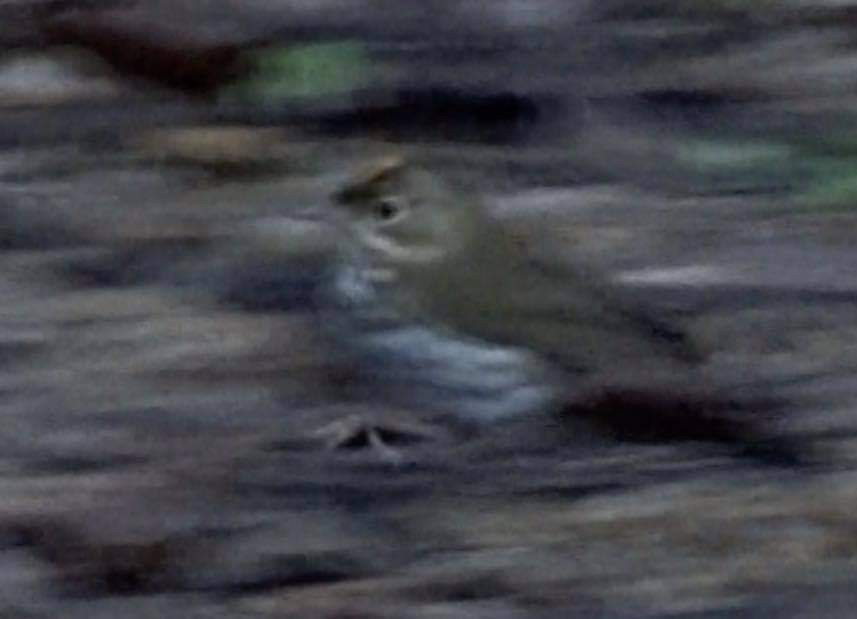 Ovenbird - ML623548023