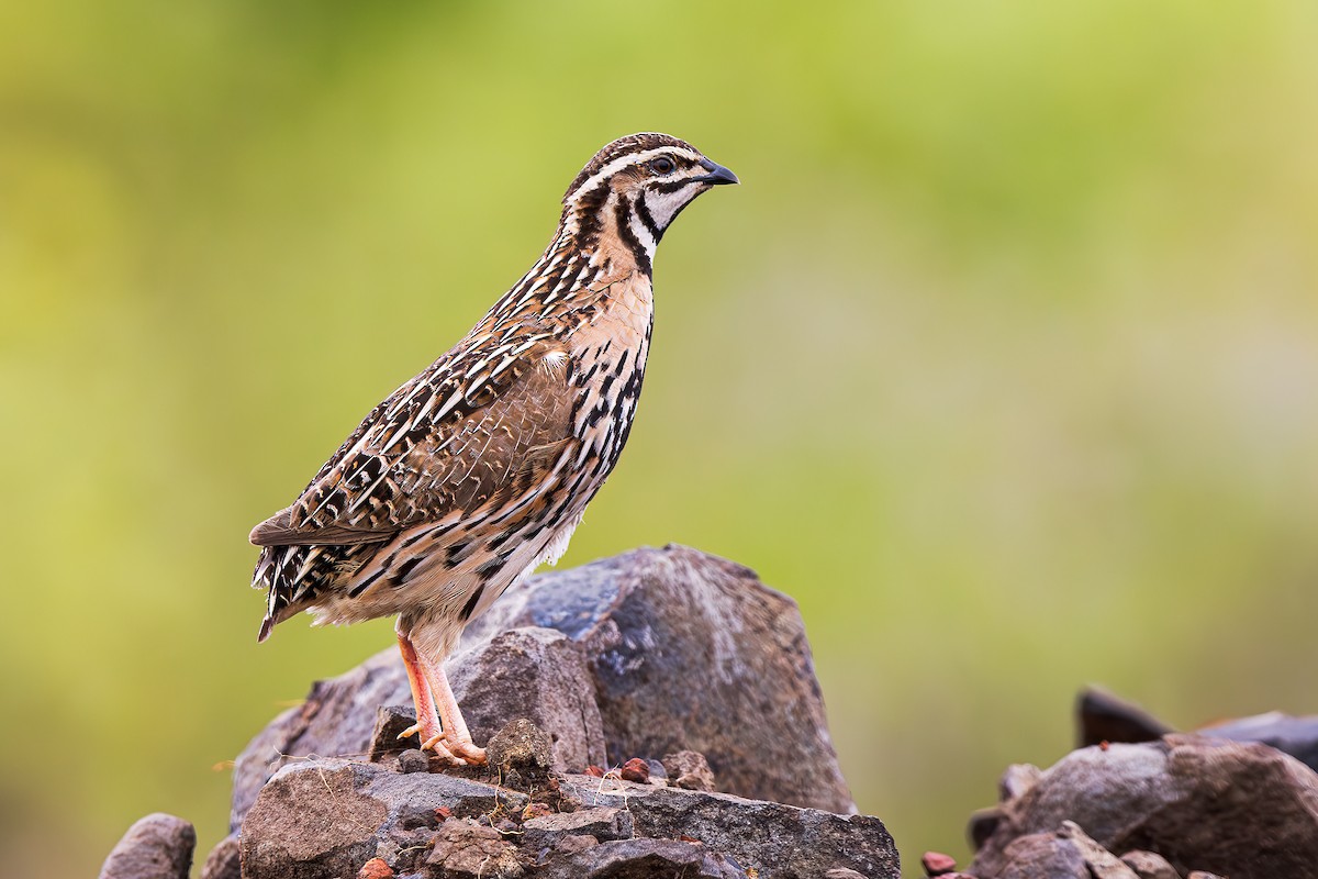 Rain Quail - Hari K Patibanda