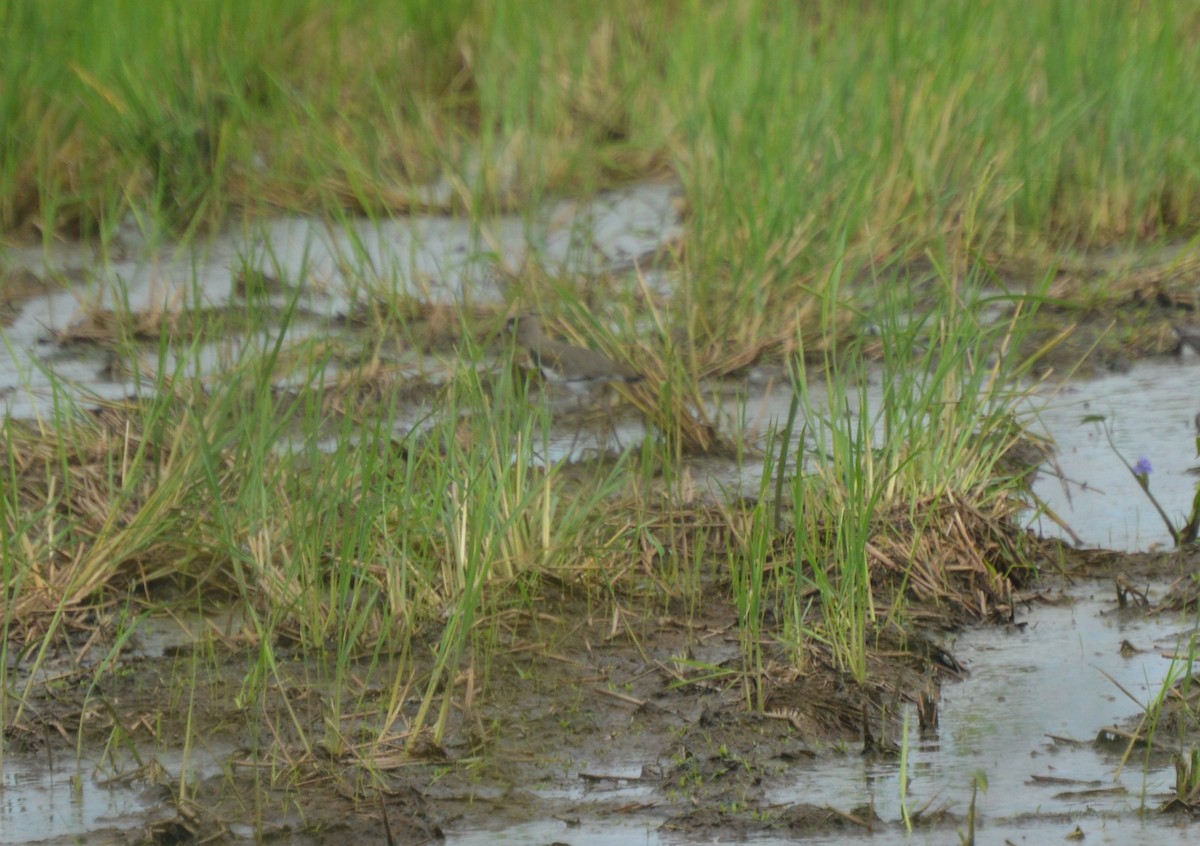 Southern Lapwing - ML623548080