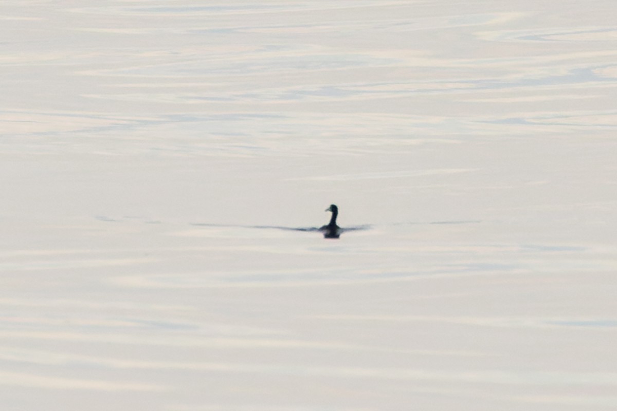 American Coot - Mike Andersen