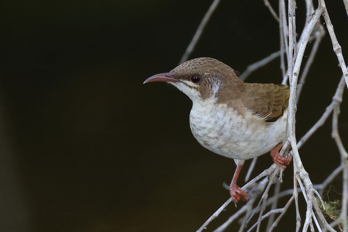 Brown-backed Honeyeater - ML623548105