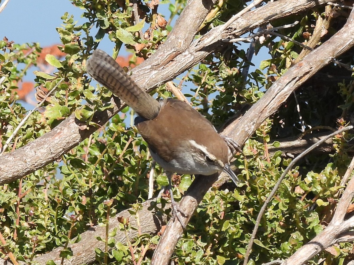 Bewick's Wren - ML623548107