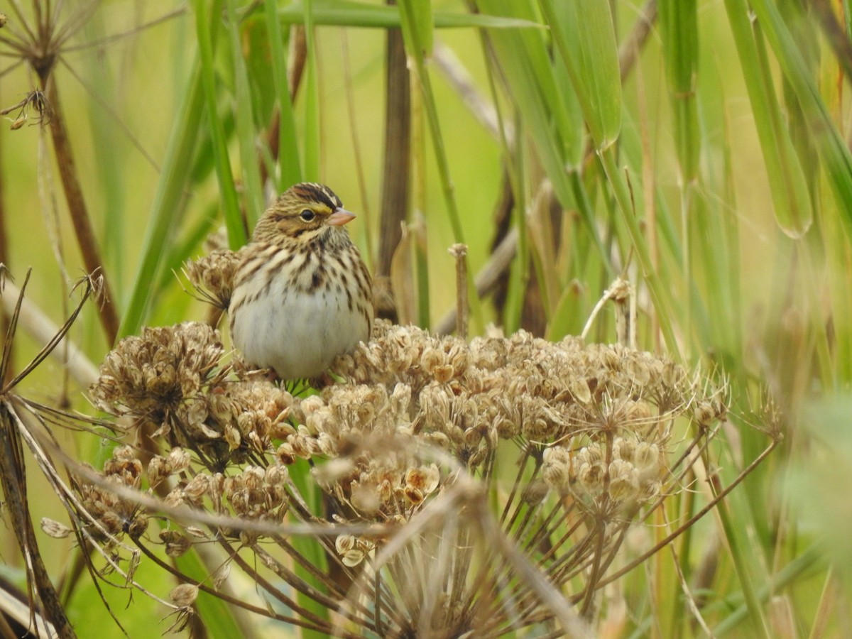 Savannah Sparrow - ML623548144