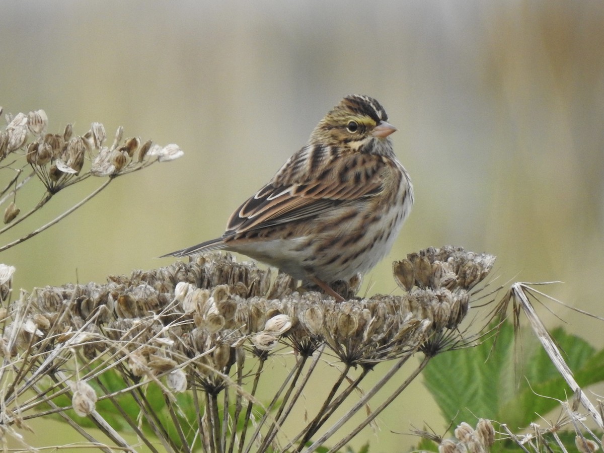 Savannah Sparrow - ML623548151