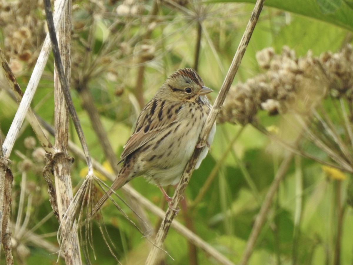 Lincoln's Sparrow - ML623548153