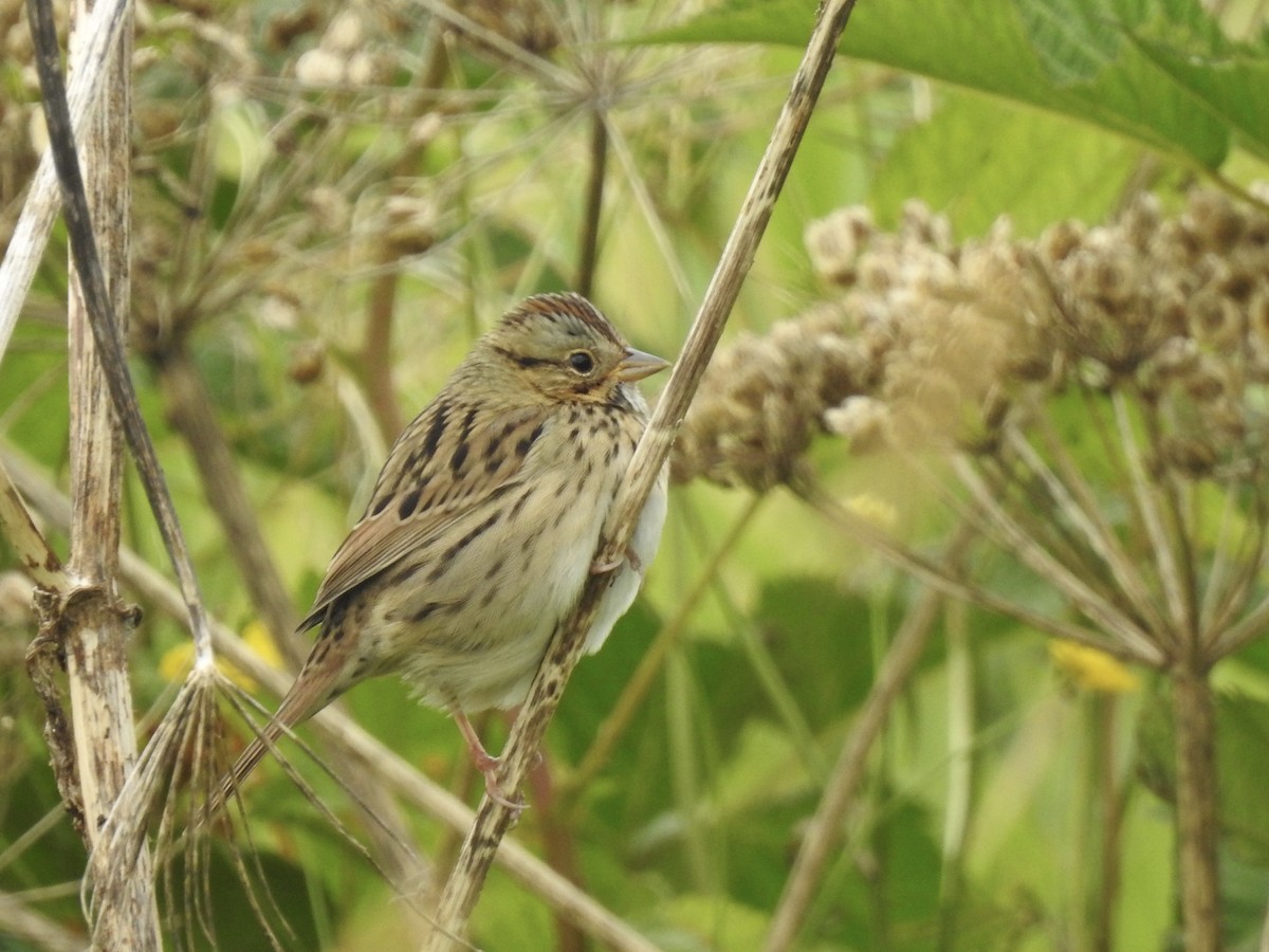 Lincoln's Sparrow - ML623548154