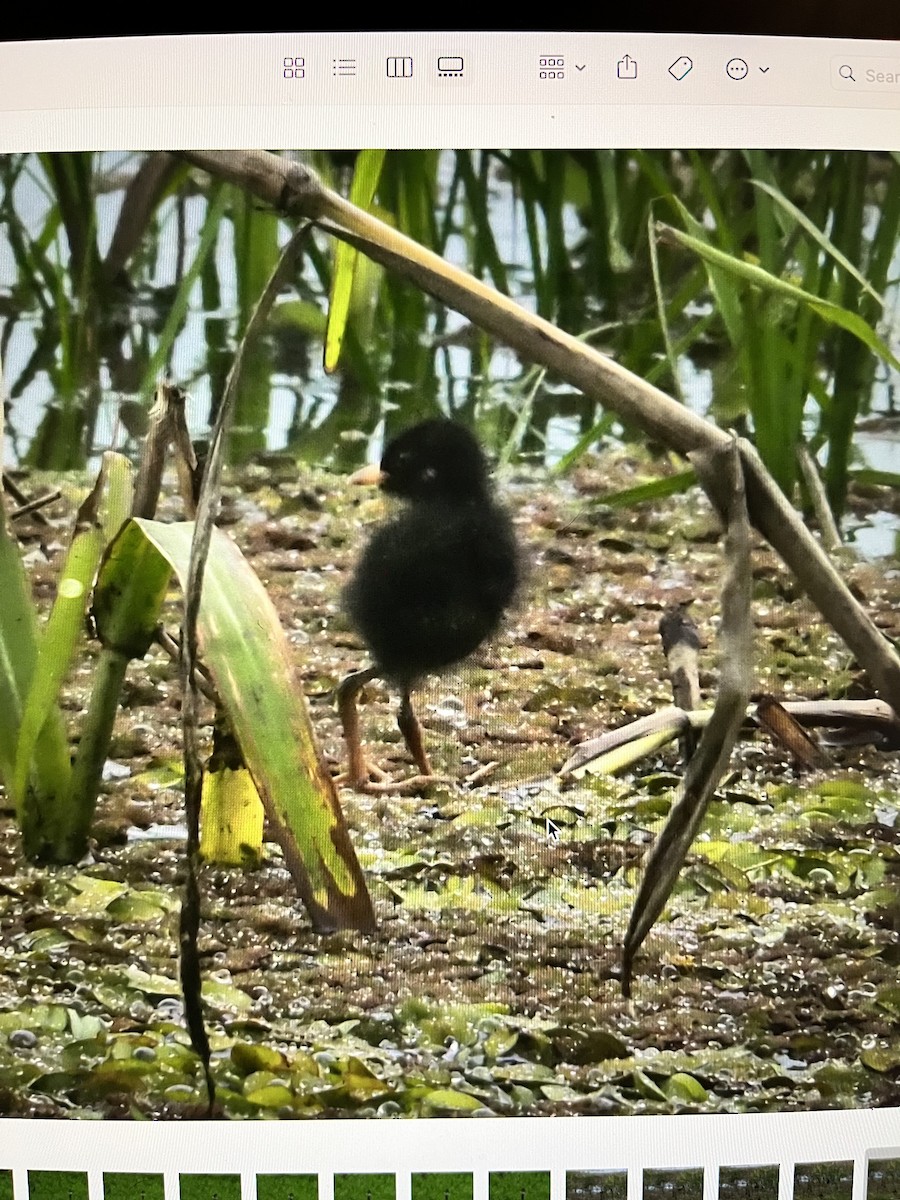 Yellow-breasted Crake - ML623548168