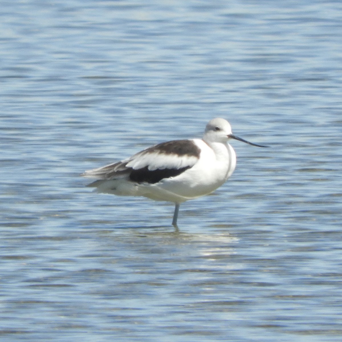 American Avocet - ML623548190