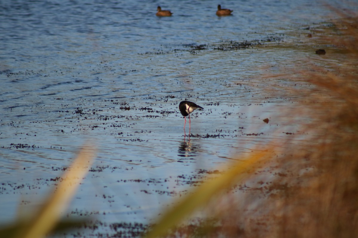 Pied x Black Stilt (hybrid) - ML623548216