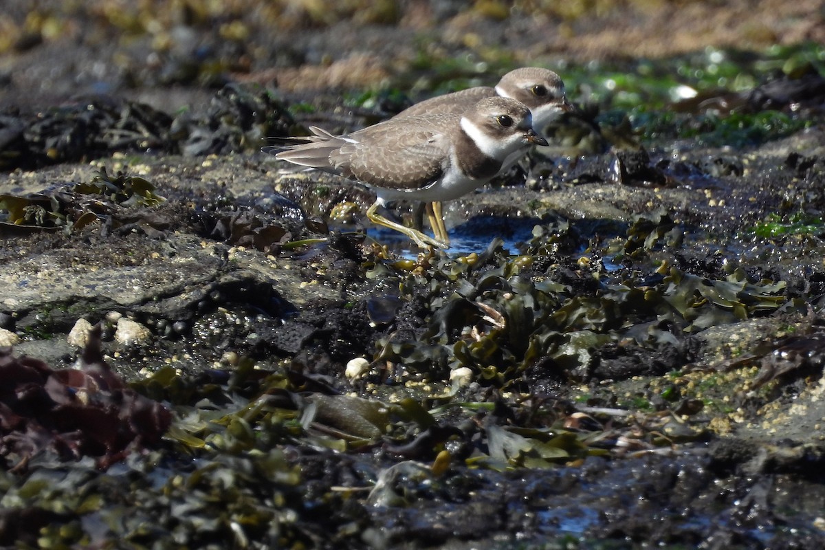 Semipalmated Plover - ML623548227