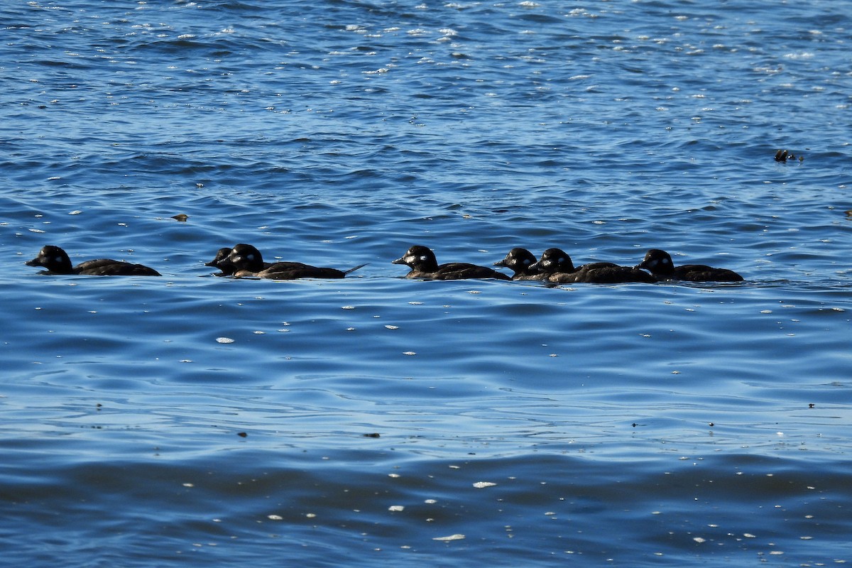 Harlequin Duck - ML623548234
