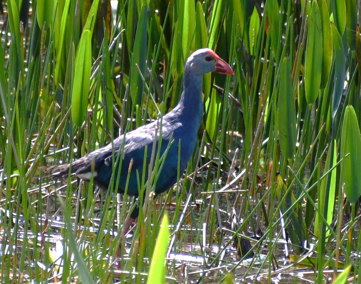 Gray-headed Swamphen - ML623548252