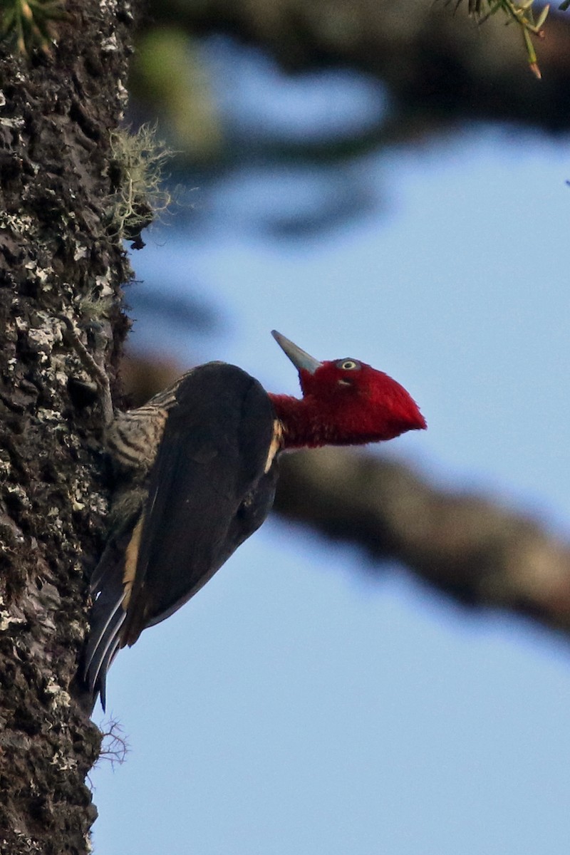 Robust Woodpecker - ML623548327