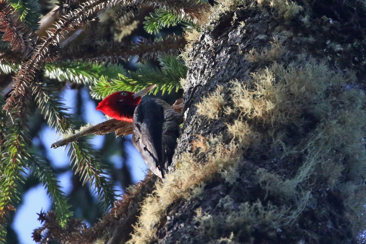 Robust Woodpecker - ML623548328