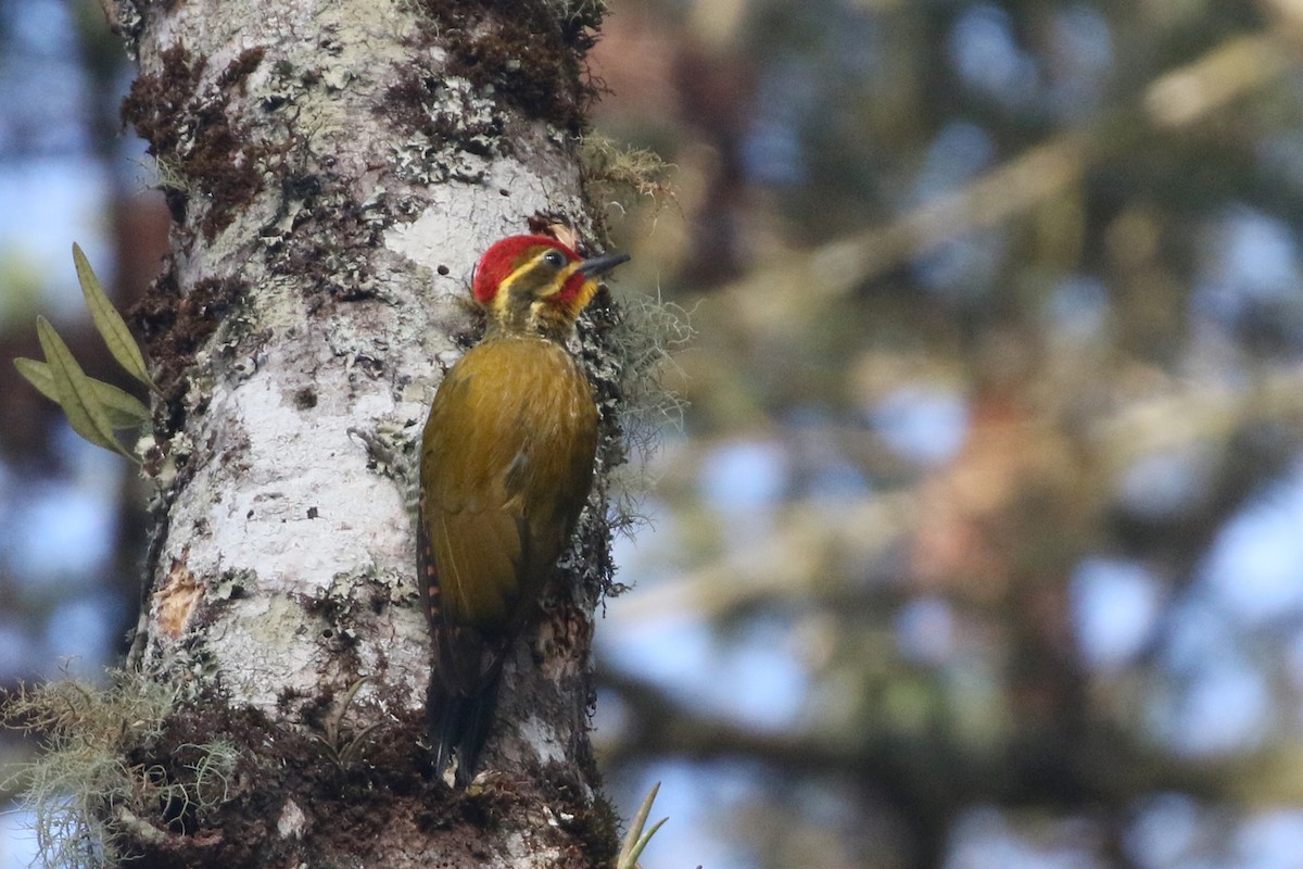 White-browed Woodpecker - ML623548333