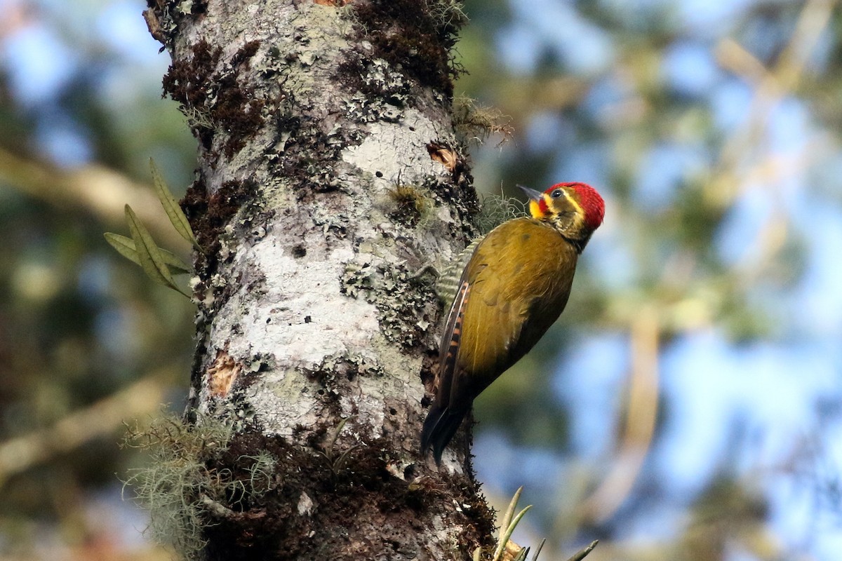 White-browed Woodpecker - ML623548334