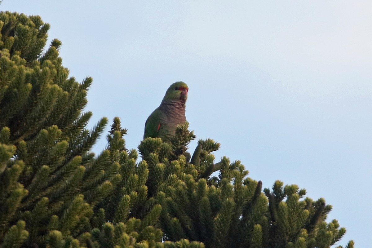 ブドウイロボウシインコ - ML623548344