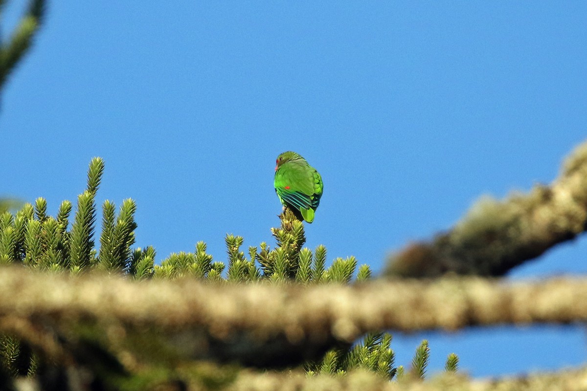 ブドウイロボウシインコ - ML623548345