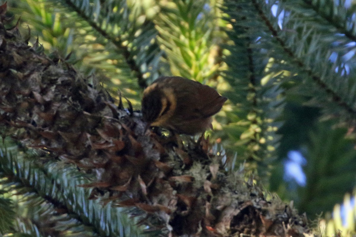 Sharp-billed Treehunter - ML623548350