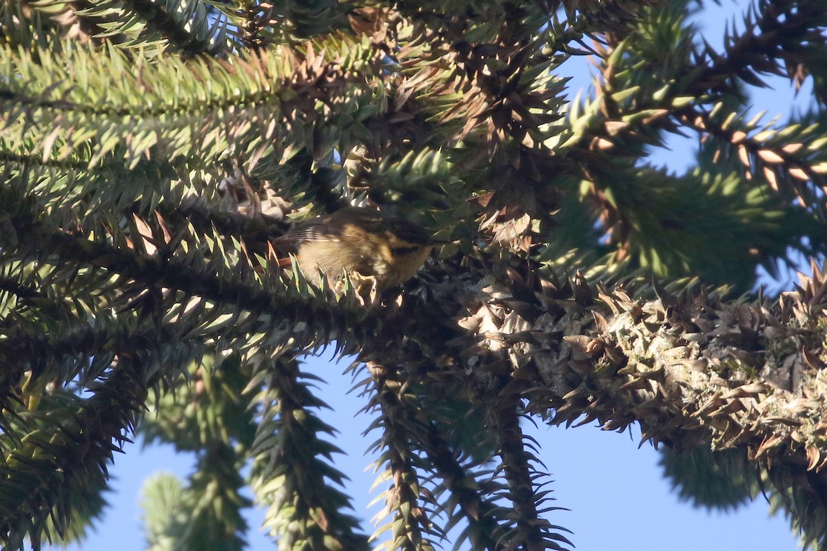 Sharp-billed Treehunter - ML623548351