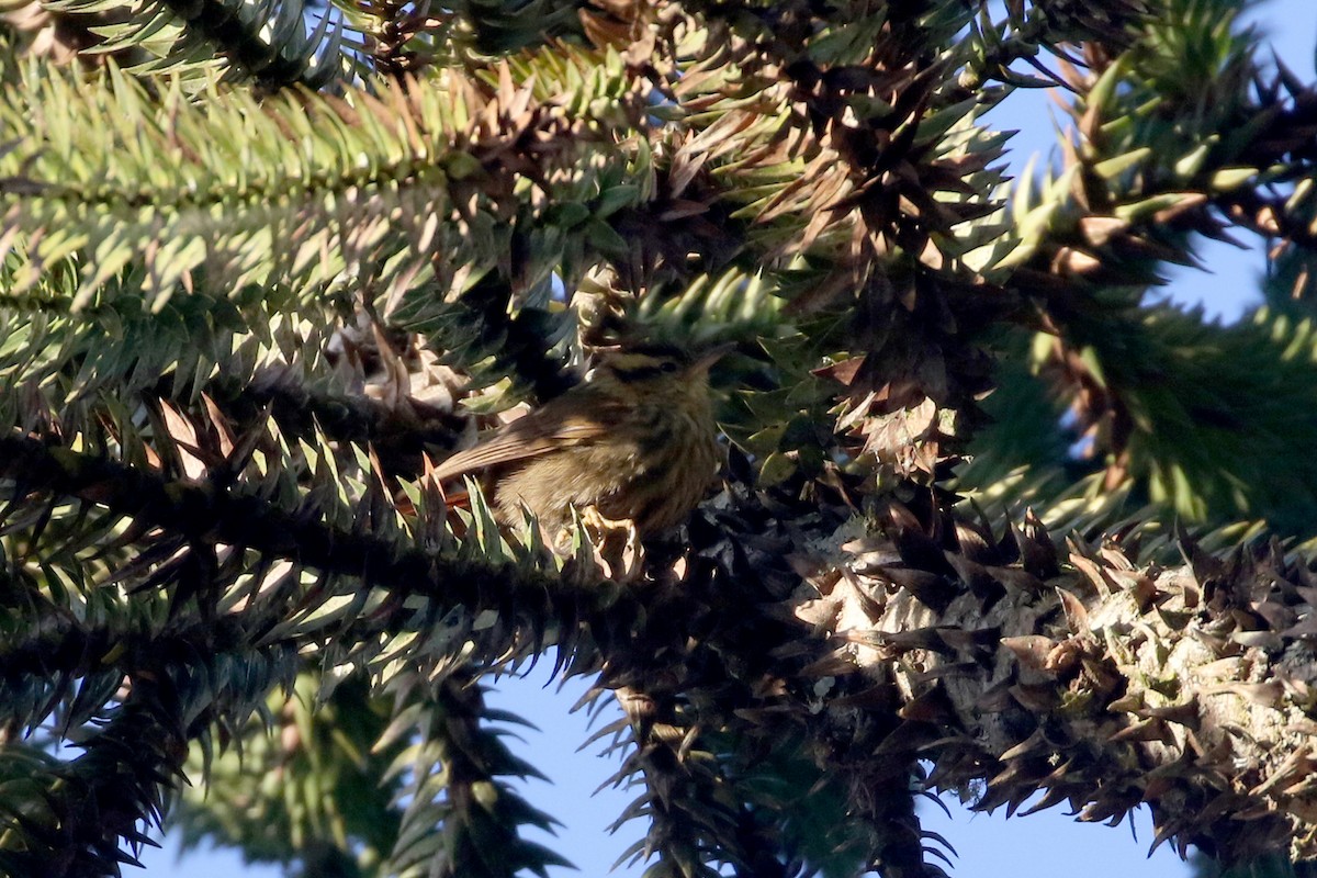 Sharp-billed Treehunter - ML623548352