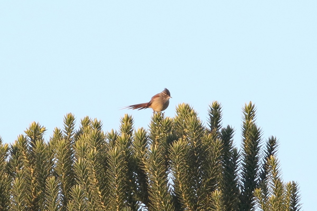 Araucaria Tit-Spinetail - ML623548354