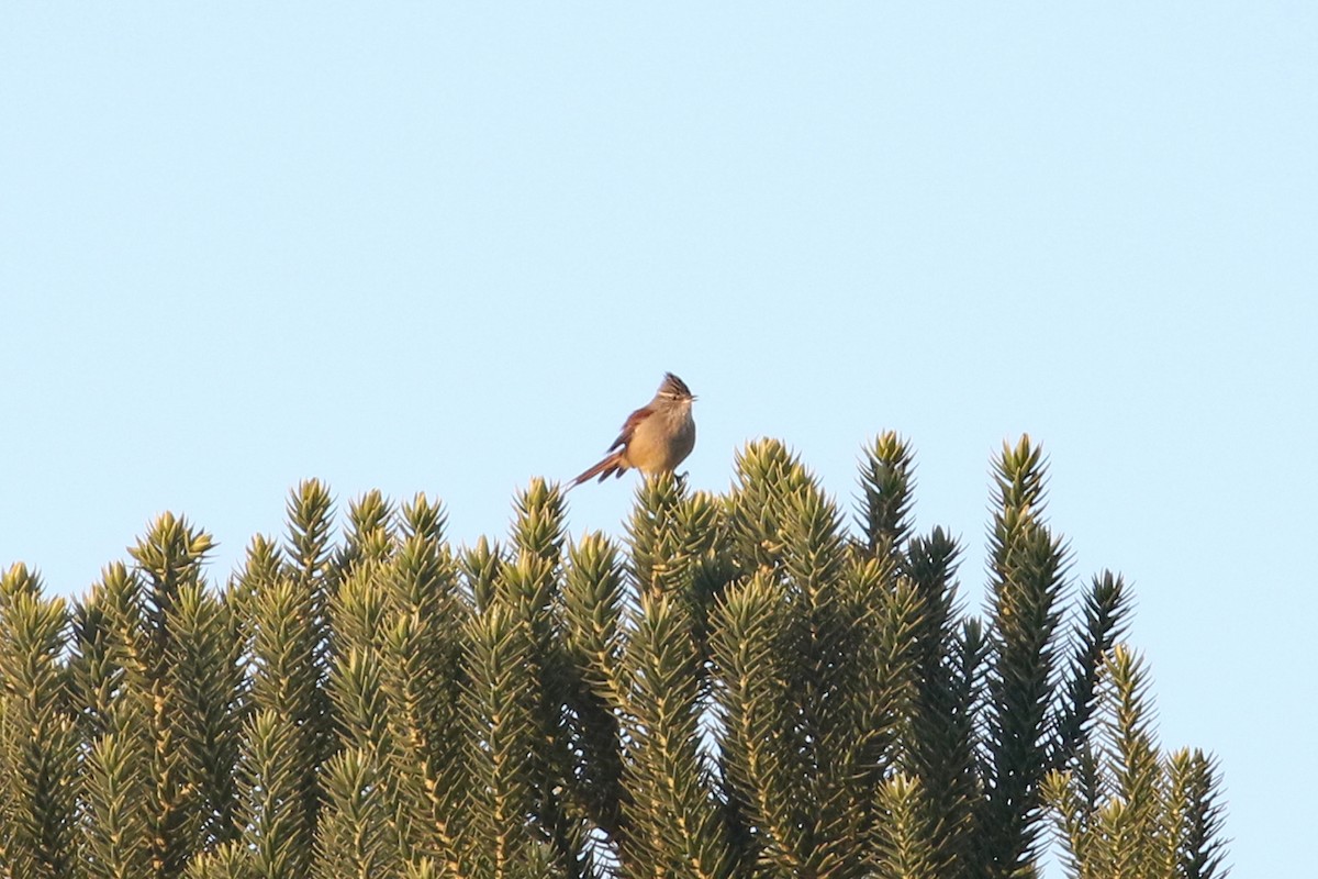 Araucaria Tit-Spinetail - ML623548355