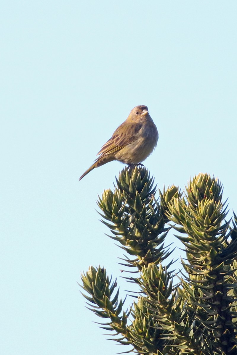 Saffron Finch (Saffron) - ML623548389