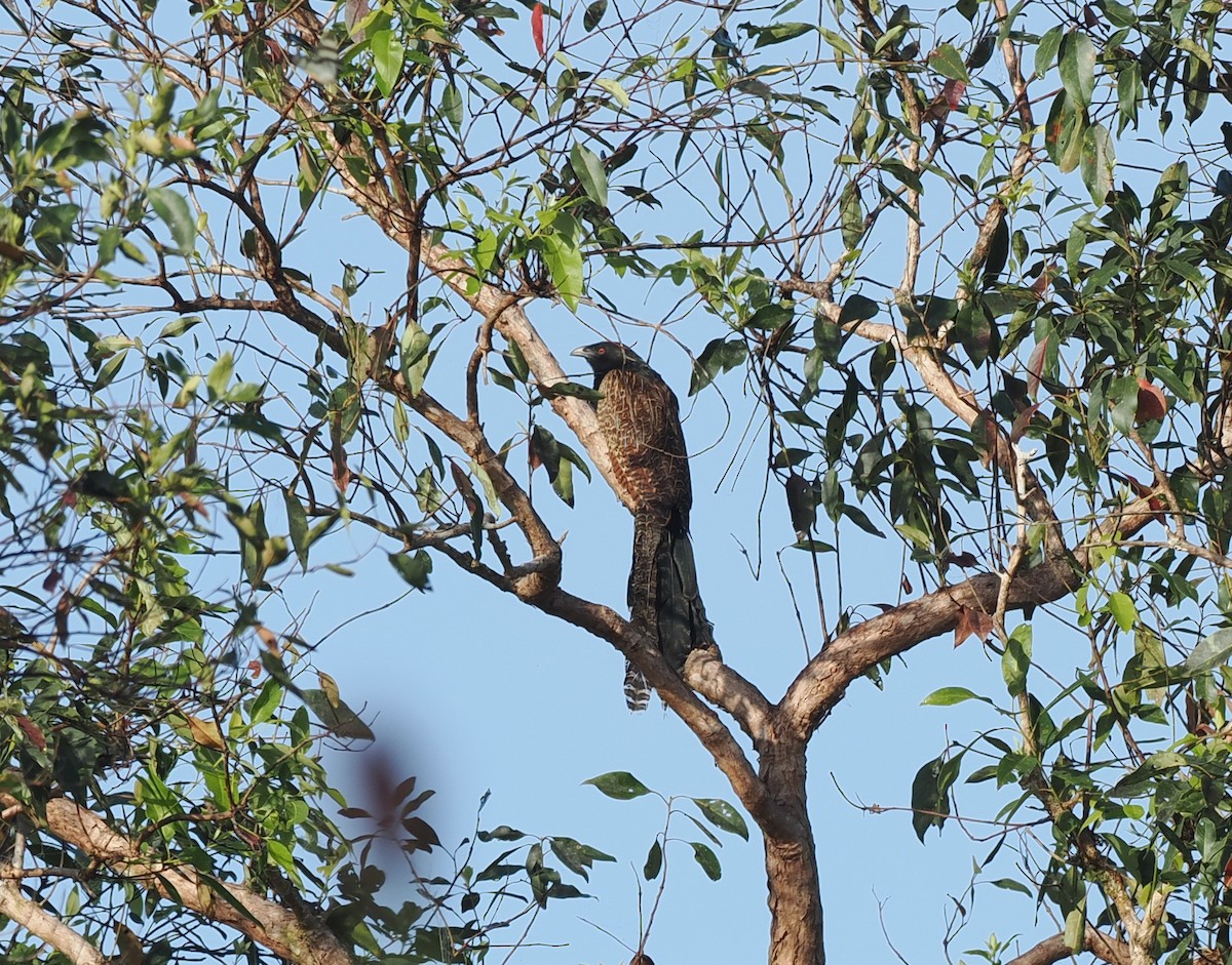 Pheasant Coucal - Scott (瑞興) LIN(林)