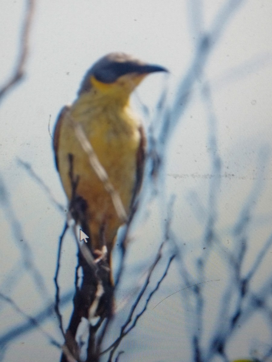 Gray-headed Honeyeater - ML623548436