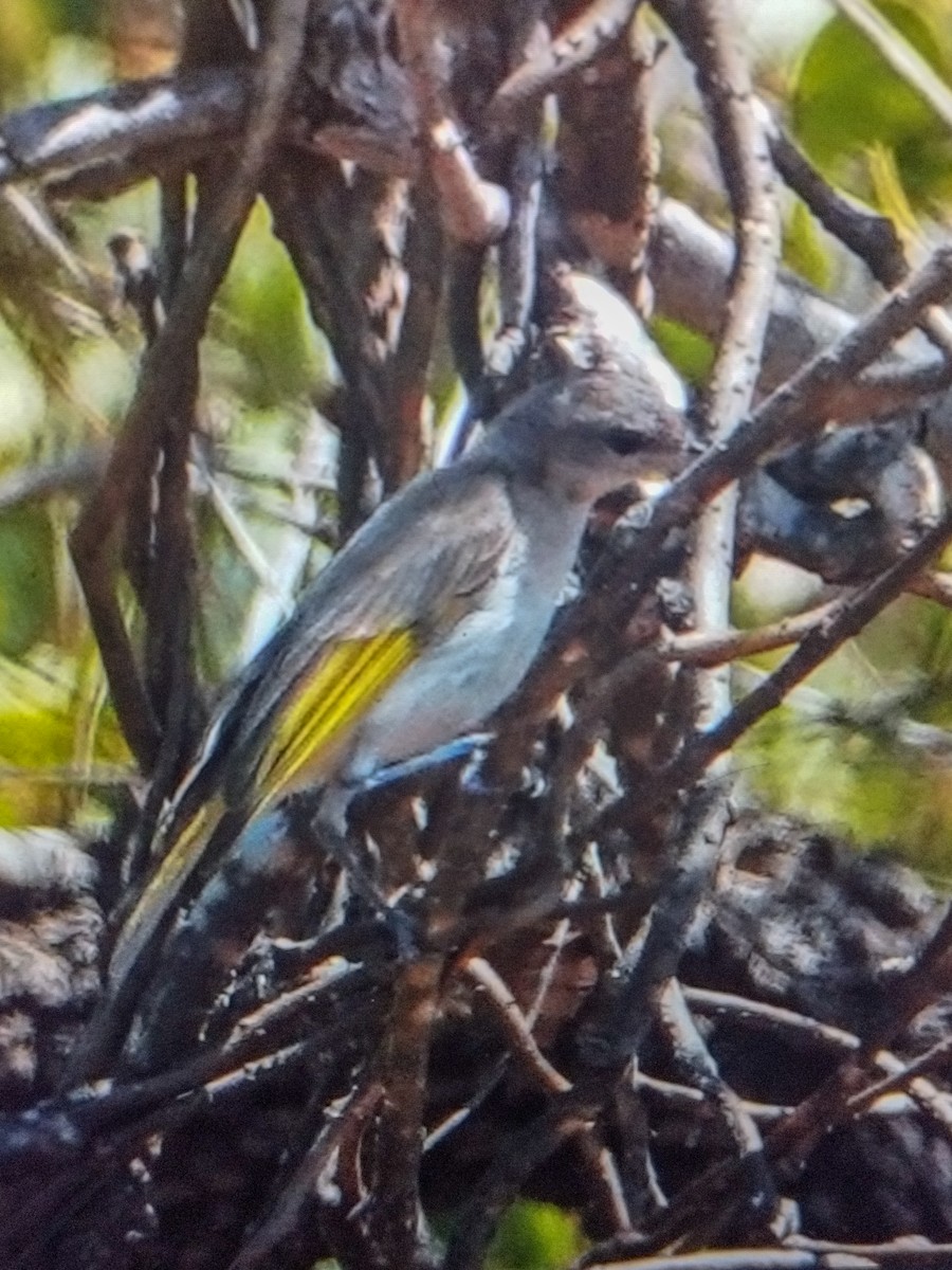 Rufous-throated Honeyeater - ML623548455