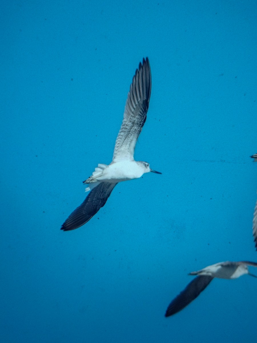 Common Greenshank - ML623548517