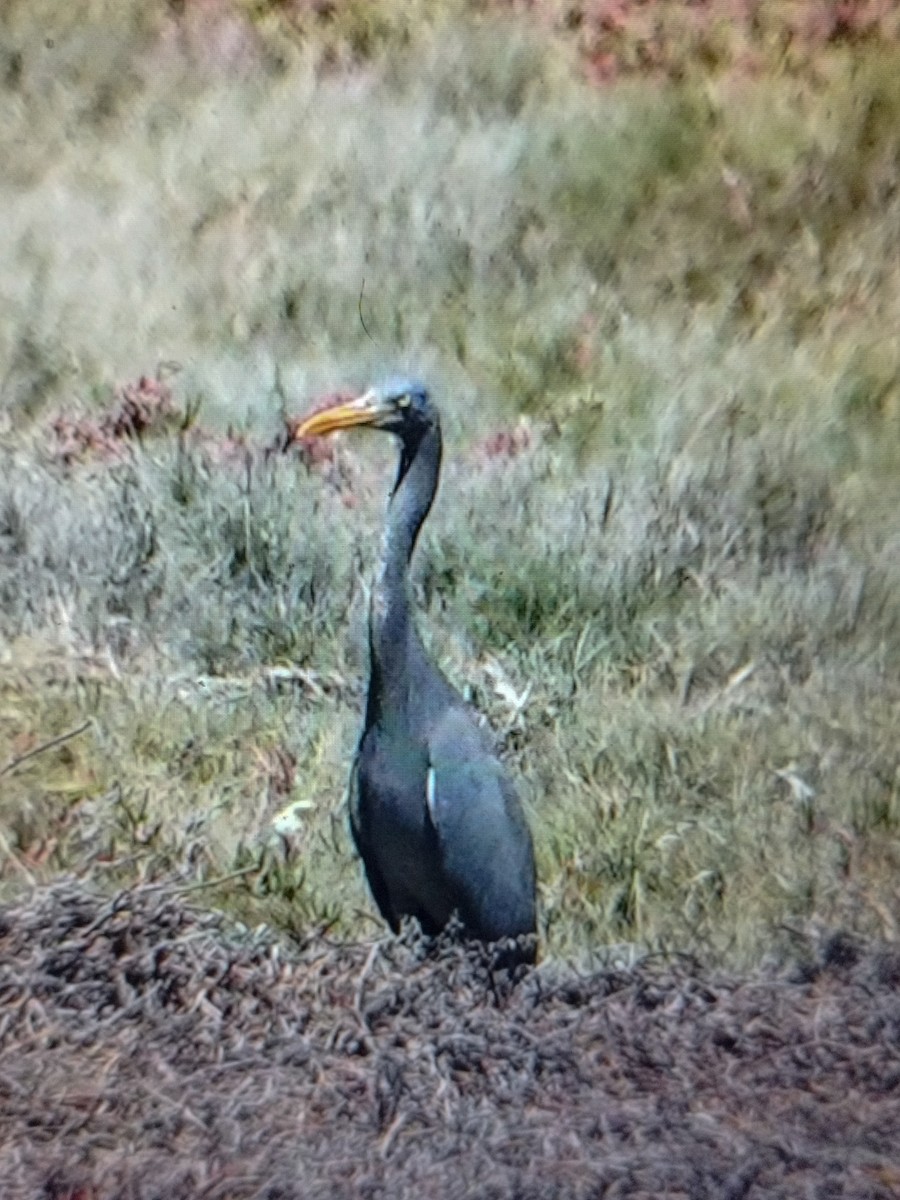 Pacific Reef-Heron - Guillaume Calcagni