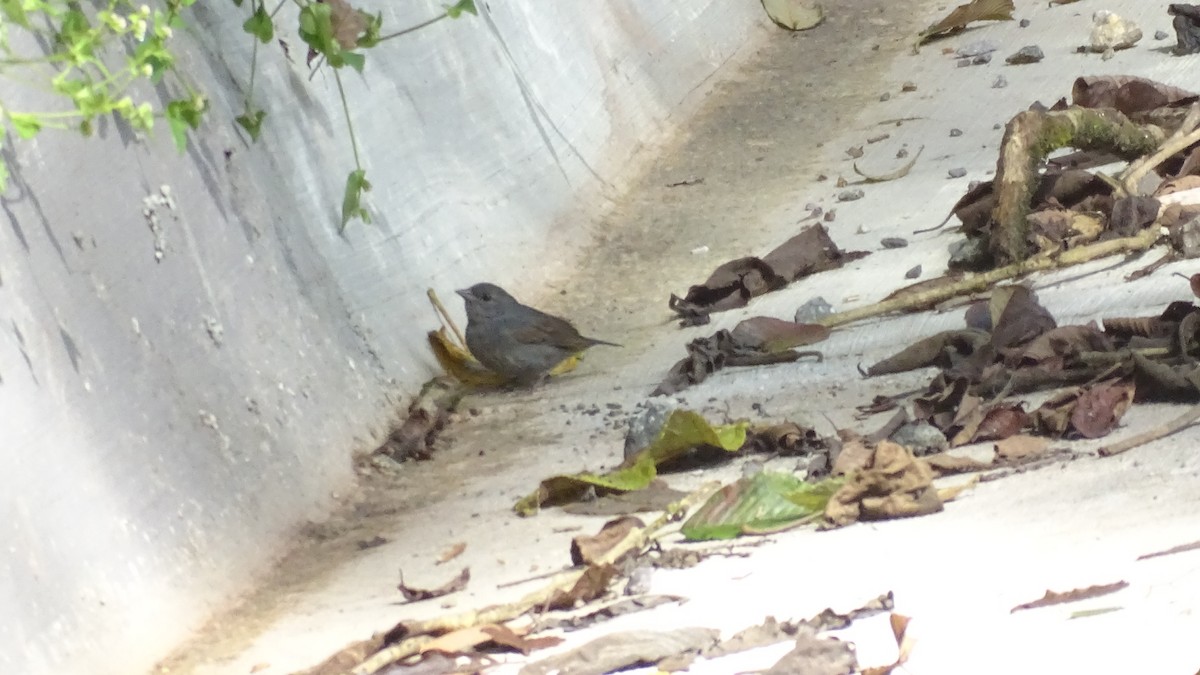 Slaty Finch - Diego Ramírez