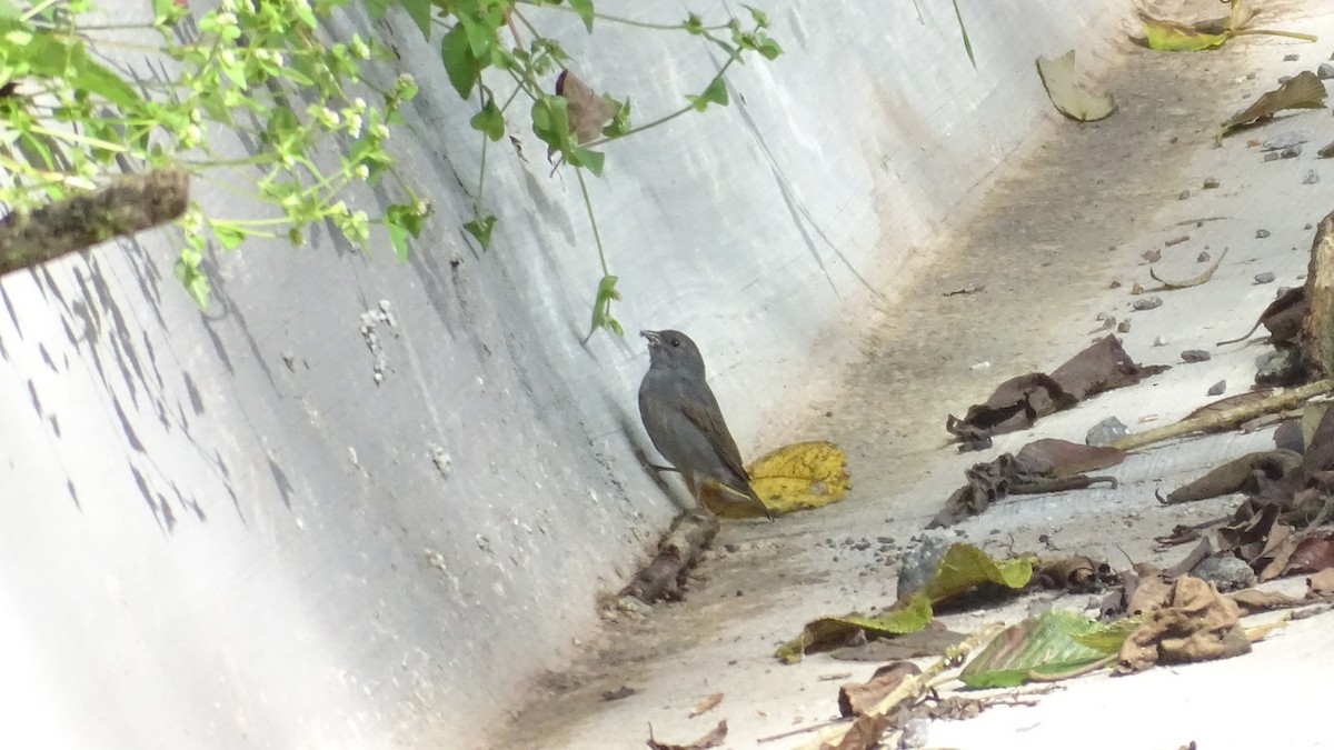 Slaty Finch - ML623548612