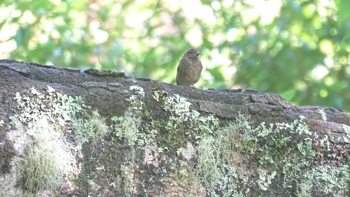 Slaty Finch - ML623548613