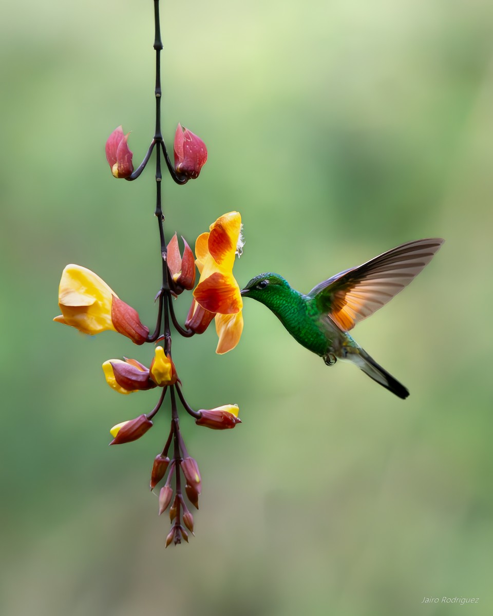 Stripe-tailed Hummingbird - ML623548648