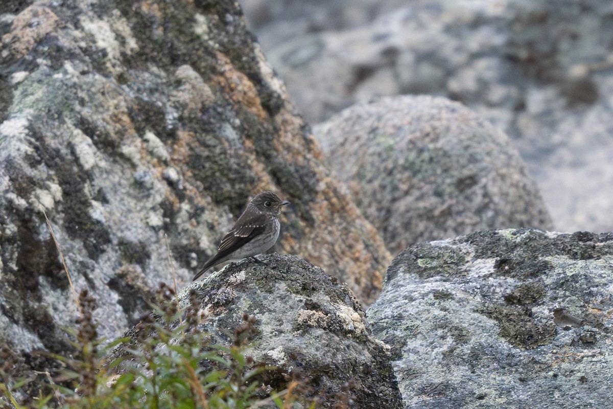 Dark-sided Flycatcher - Steve Heinl