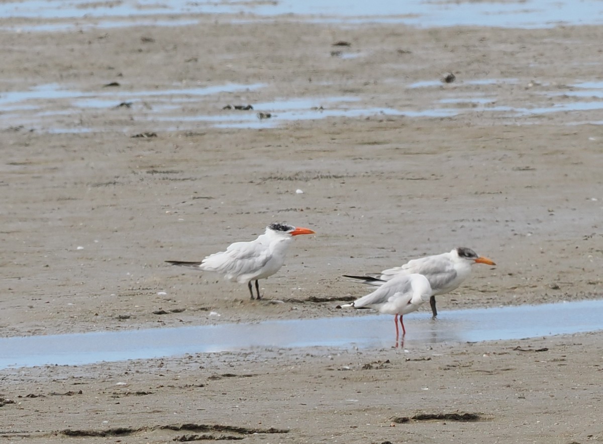 Caspian Tern - Scott (瑞興) LIN(林)