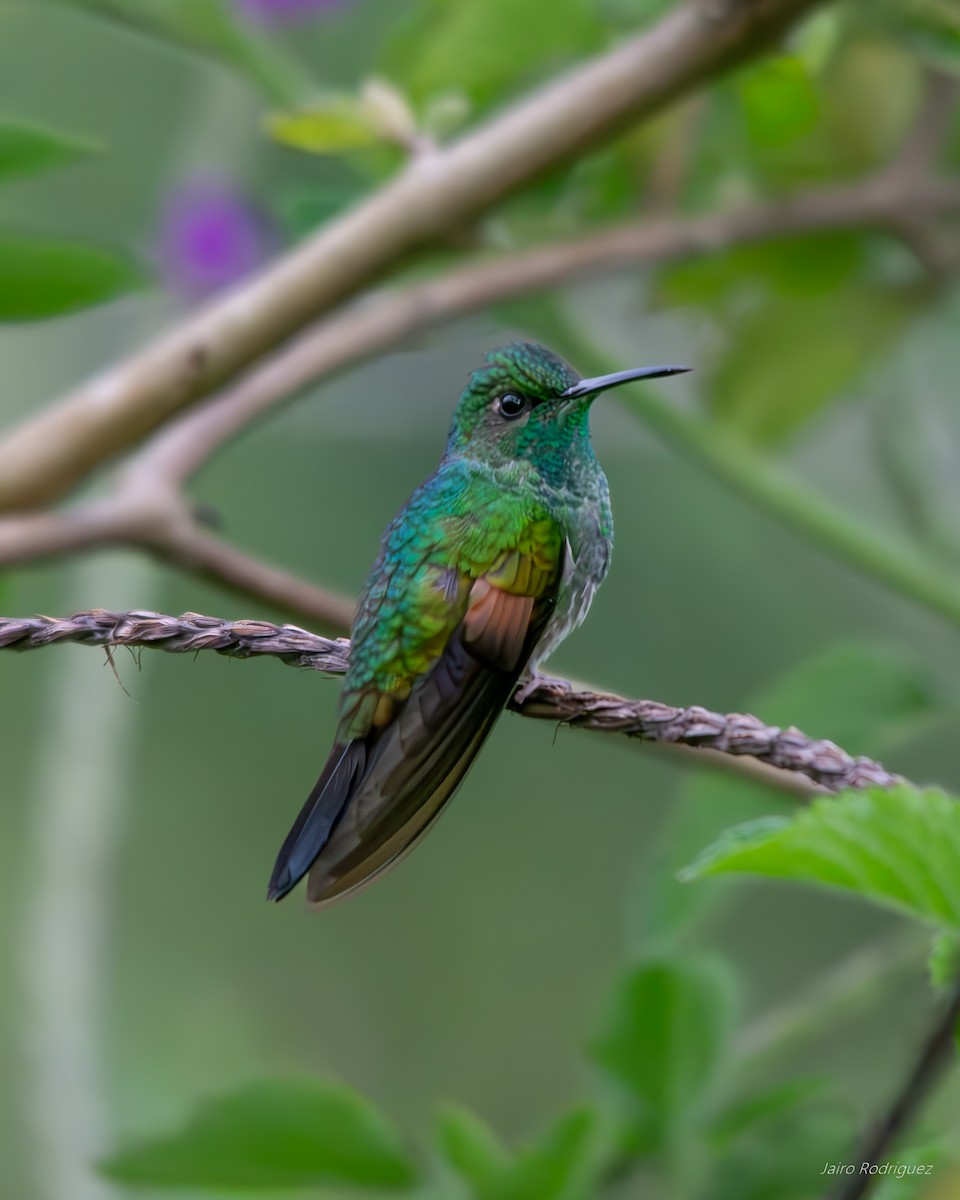 Stripe-tailed Hummingbird - Jairo Rodríguez Solano