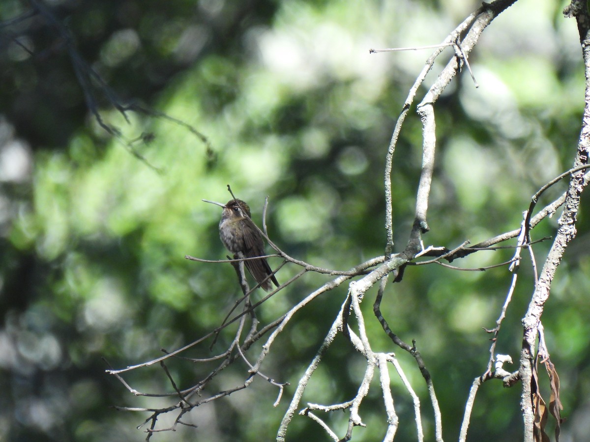 Amethyst-throated Mountain-gem - ML623548777